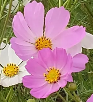 咲ら✡ゆっくり断捨離✡