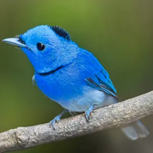 メタルファイトベイブレード　エルドラゴガーディアン メタルファイト ベイブレード エルドラゴガーディアンS130MB 1/2