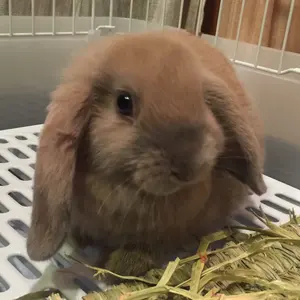 りんご
