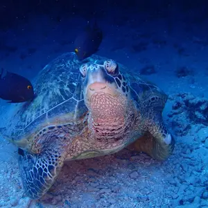 ☆週末セール☆ヌワン NUONEカシミヤシルクロングパンツ ホール