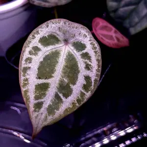 Hoya Curtisii Albomarginata - メルカリ