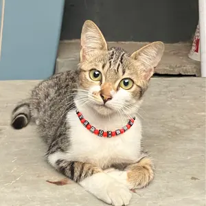 Kartell カルテル社 コンポニビリ レッド ラウンドチェスト イタリア製