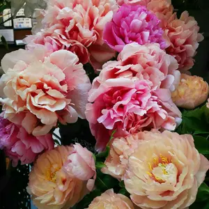 トゲ無しノイバラ台木 スタンダード 接ぎ木・芽接ぎ育成用 5本セット