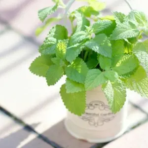 mint