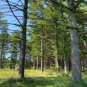 バディファイト 両光剣 ガルジリアンソード ガチレア1枚 - メルカリ