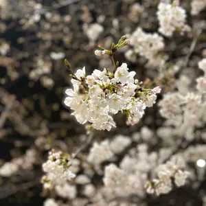 武田鉄平 FLOWERS ポスター 紫 直筆サイン ナンバー - メルカリ