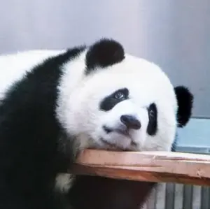 モデーア スポーツラブ 5本セット - メルカリ