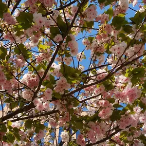 FGO 7周年記念 A4 メインビジュアル キャラファイングラフ FGO 7周年記念 A4 メインビジュアル キャラファイングラフ 7周年