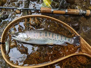 絶版プエブロ　マグブル　ウッドルアー ウッドルアーをまとめて買い付け成功(^O^) – maniac's BLOG