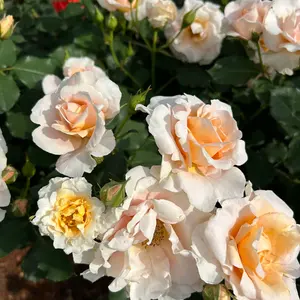 茶々 プロフ必読