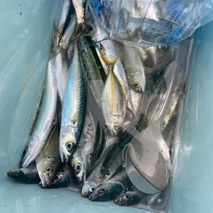 DUALSHIFTサーフボード 6'6”198cm レッド/ブルー - メルカリ