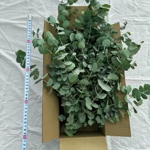 匿名土日発送】グニー ユーカリ枝 80サイズ フレッシュ 素材 無農薬