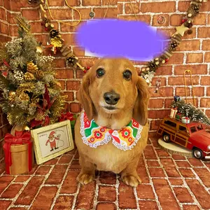 ☆ コーヒーLOVE❤️様専用☆ 茨城県 笠間の栗 むき栗 500g No.7