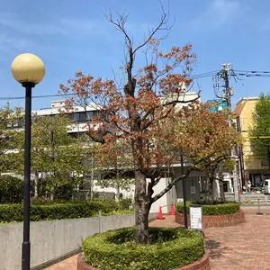 存在の一義性: ヨーロッパ中世の形而上学 (知泉学術叢書) - メルカリ