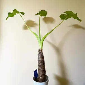 ML