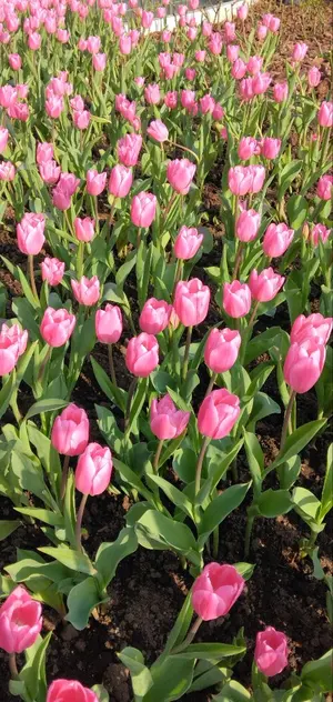 タイムセール！貴重！ミッキーマウス☆アイスバーグ　半袖　シャツ　白　Disney タイムセール！貴重！ミッキーマウス☆アイスバーグ 半袖 シャツ