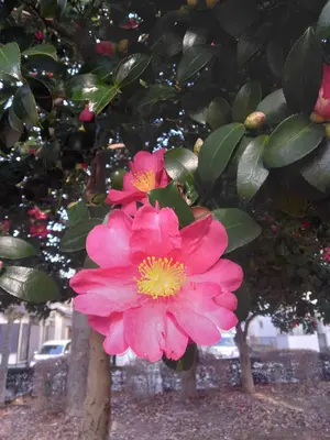 セル版 バタフライ・エフェクト プレミアム・エディション('03米)〈2枚