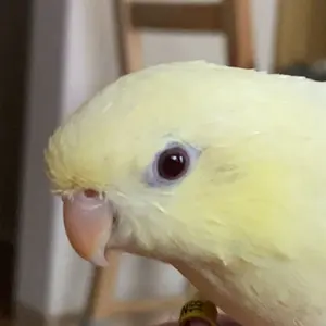 CUNE ウサギプリント ベージュ チノパン 6連ウサギ CUNE キューン 6連 ウサギ ペイント チノパン パンツ ベージュ