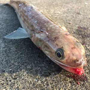 ヤマガブランクス バリアス 83ML 2018年生産終了モデル - メルカリ