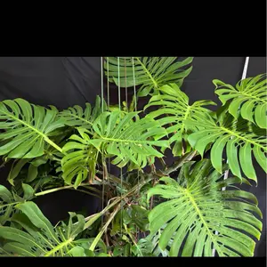 スナゴケ 砂苔 10枚 11,000円 送料込み 天然 40㎝✖︎30㎝ - メルカリ