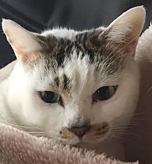 ももあんぢゅ様専用 山源陶苑 常滑焼のかめ ブルー2個セット - メルカリ