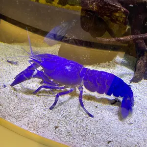 ウルトラマン 超闘士激伝 倒せ！宇宙大魔王 - メルカリ