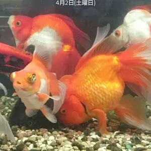 北村直登さん 原画F15 フグ 額付き - メルカリ