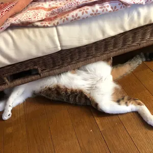 プレイテック フレットレスベース ジャンク 音出しOK 調整前提 - メルカリ