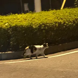 当時物 CIBIE シビエ 凹み ヘッドライト 160 CB250T マーシャル - メルカリ