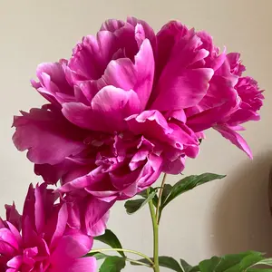 真作】イーダ・ヴァリッキオ 版画「虹の花かご」直筆サイン