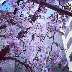 新品】Haruka Nakamura feat Luca 未草 限定盤 CD - メルカリ