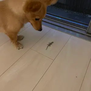 新品未使用】Off-White ブラックサングラス スクエア 平本蓮着用