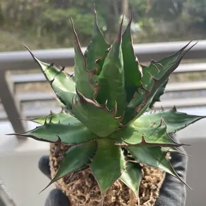 ず*ろ様 【強化ベルト交換済】DAMUE D56 Chronograph Whi 10 ファッション 【強化ベルト交換済】DAMUE D56 Chronograph White