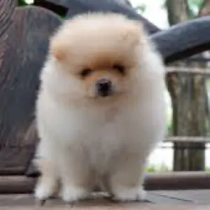 ポケモンカード e eカード メタモン 064/088 - メルカリ