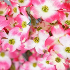 栄光冨士　寒菊　花邑　鍋島　初孫　百十郎 栄光冨士 寒菊 花邑 鍋島 初孫 百十郎 飲料・酒