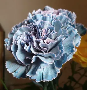 美品✨️23AW セオリーリュクス CAPEL ライトリバー ケープ コート 38