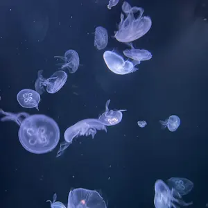マイスウィートピアノ カチューシャ メレンゲパーティ - メルカリ