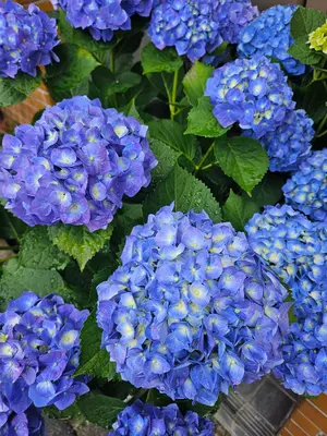 平野遼 ［都井岬にて風強い］真作 魂の画家 日動画廊シール 90年作