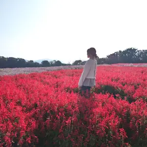 千本桜 缶バッジ8種セット 初音ミク 岡山限 千本桜 缶バッジ8種セット 初音ミク 岡山限 - メルカリ