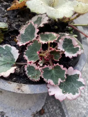 パルダリウム 屋久島 極姫ユキノシタ - メルカリ