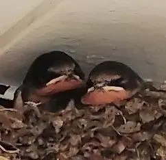 100mm缶バッジ 化物語 ウエダハジメ 西尾維新 シャフト アニプレックス