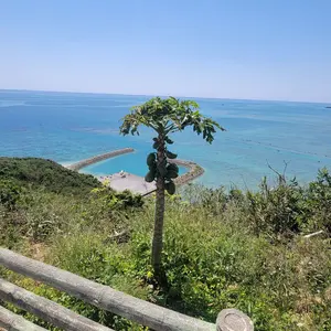 希少本 現代日本防衛大全 日本改革政治連盟 希少本 現代日本防衛大全 日本改革政治連盟 - メルカリ