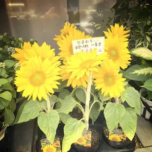 Beauty Labo ヘアオイル ダメージケア 11個セット - メルカリ