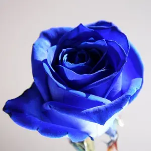 Avail 頭文字D 3連バッグチャーム 全4種 Avail 頭文字D 3連バッグチャーム 全4種 - メルカリ