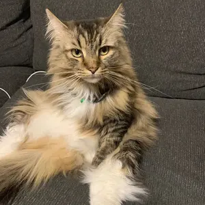 マテル　ミニカ　赤箱　レッドライン　61 クラシックパトカー マテルミニカ赤箱 61 クラシックパトカー マテルミニカ赤箱 61