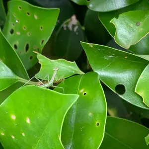 限定値下げダイワ セットアッパー ジャクソン デセプション アスリート