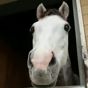 ラ*雪様 2024年GⅠレース優勝馬アクリルキーホルダー　アーモンドアイ シークレット】2024年GIレース優勝馬アクリルキーホルダー