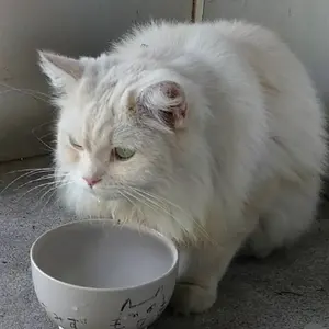 ゼンリン地図 大阪市淀川区 2021年5月・A3型 - メルカリ