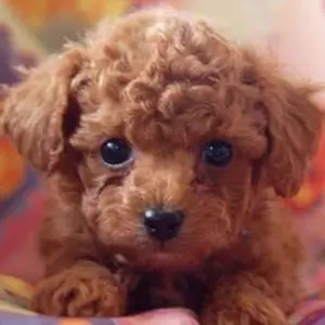 Rish NY SONIA & KYO ライトブラウン チェスターコート　美品 Rish NY SONIA & KYO ライトブラウン チェスターコート 美品