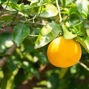 Baccarat 八角形小物入れ オリジナルボックス付き - メルカリ